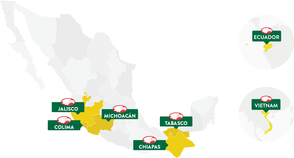 Coliman Bananas Trade Alliances Map